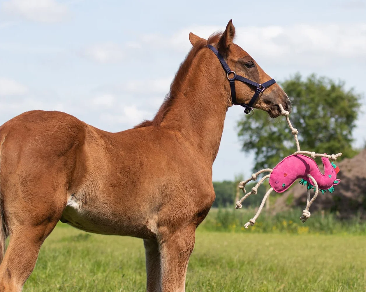 Licorne rose jouet pour chevaux