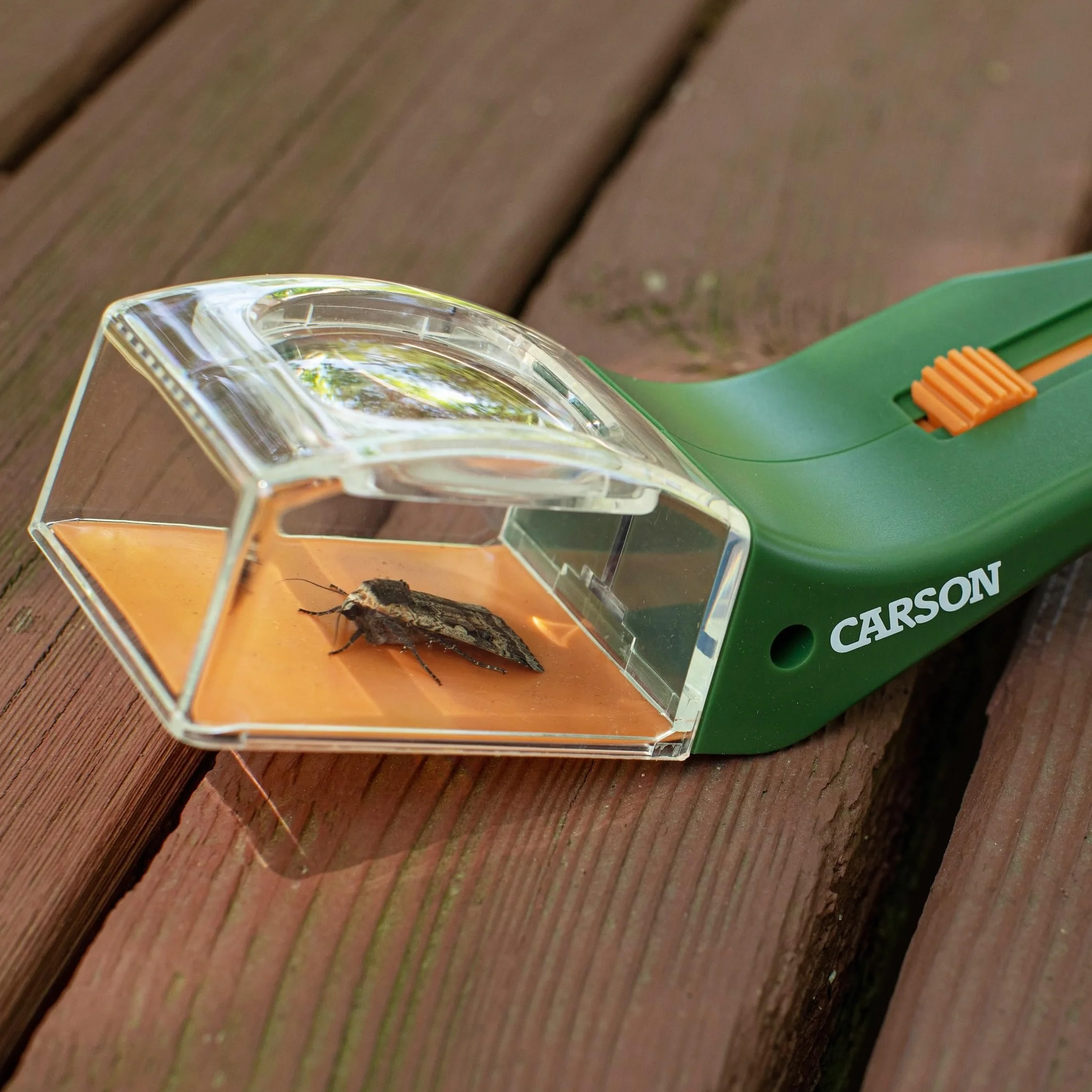 Carson BugView attrape-insectes loupe araignées vert taille unique HU-10