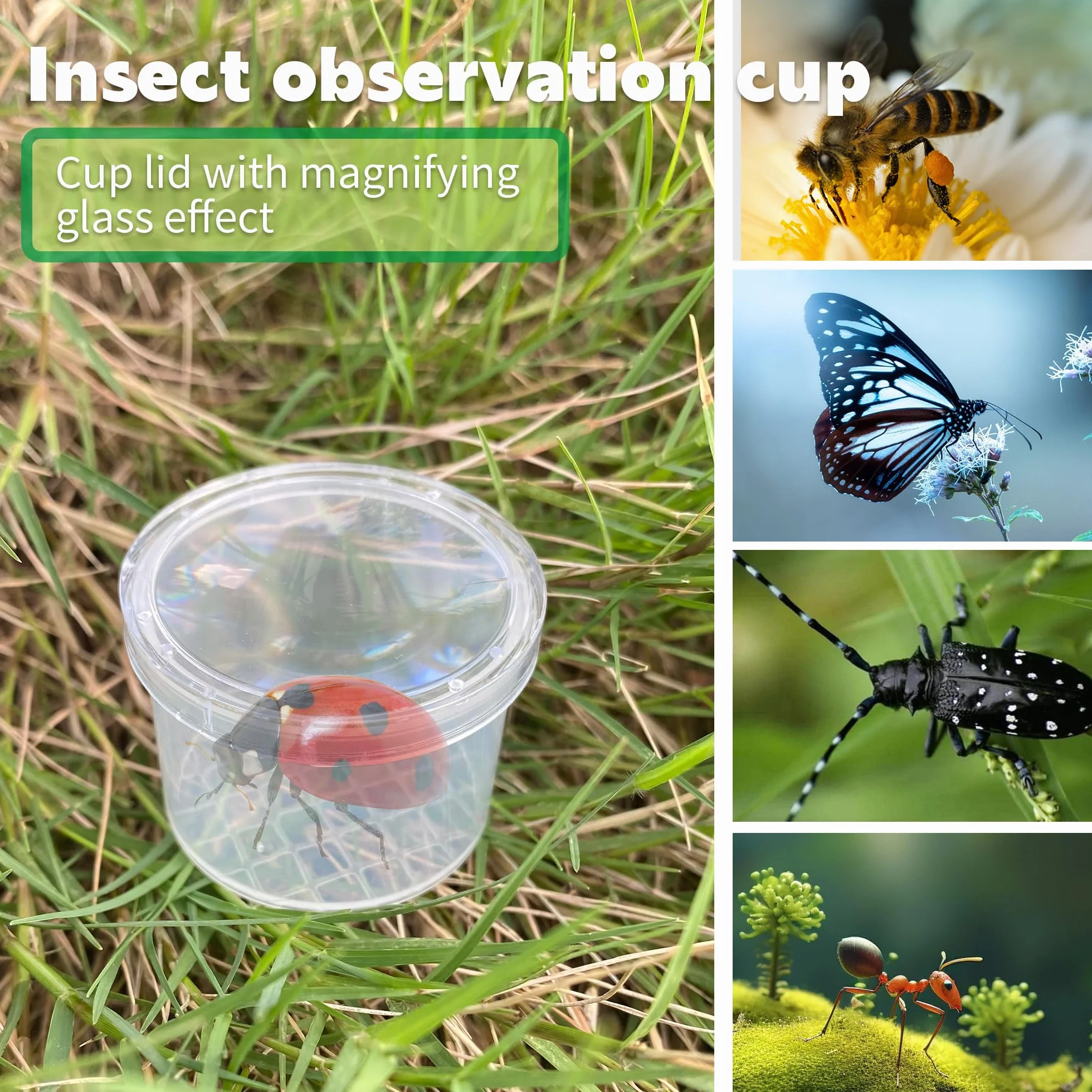 20 Pièces Boîte Loupe À Insecte Transparent Portable, Conteneur pour Science et Collection d’Insectes