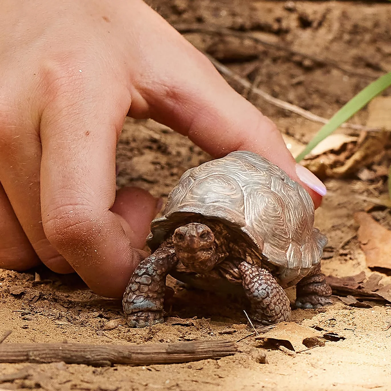 Schleich Wild Life Tortue Géante 14824 Figurine animale détaillée Jouet de Zoo 8 x 4 x 4 cm